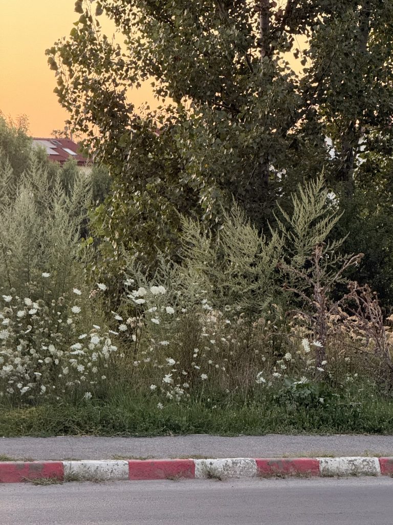 IMG 8706 768x1024