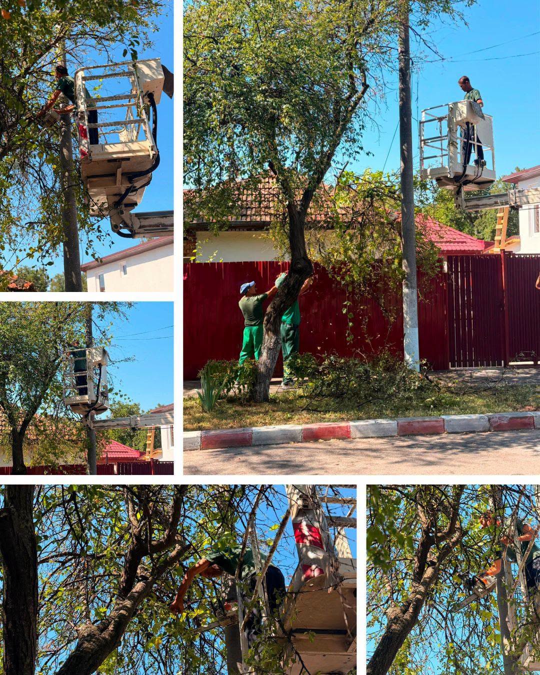 Activitatea de toaletare a arborilor continuă