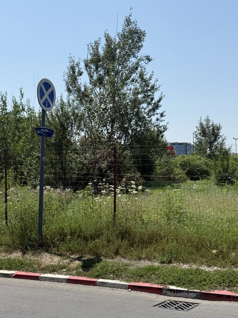 IMG 8541 768x1024